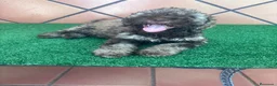 Perro de Agua Español perros en venta: Excelente último cachorrito perro de agua Español - Anuncio 10