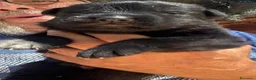 Pastor Alemán perros en venta: pastor alemán belleza negro sólido  - Anuncio 10