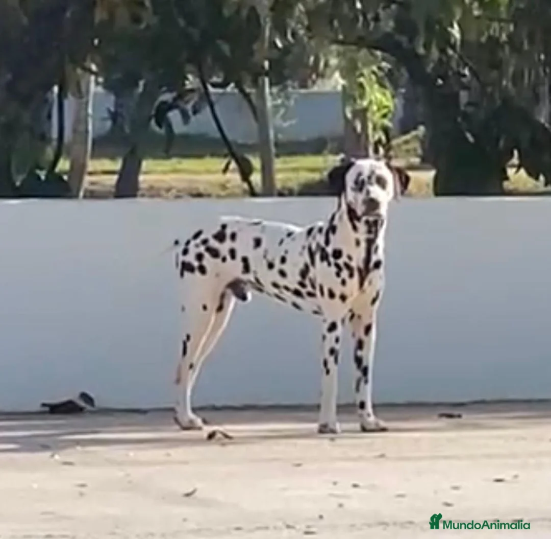 Imagen de galería {{count}}