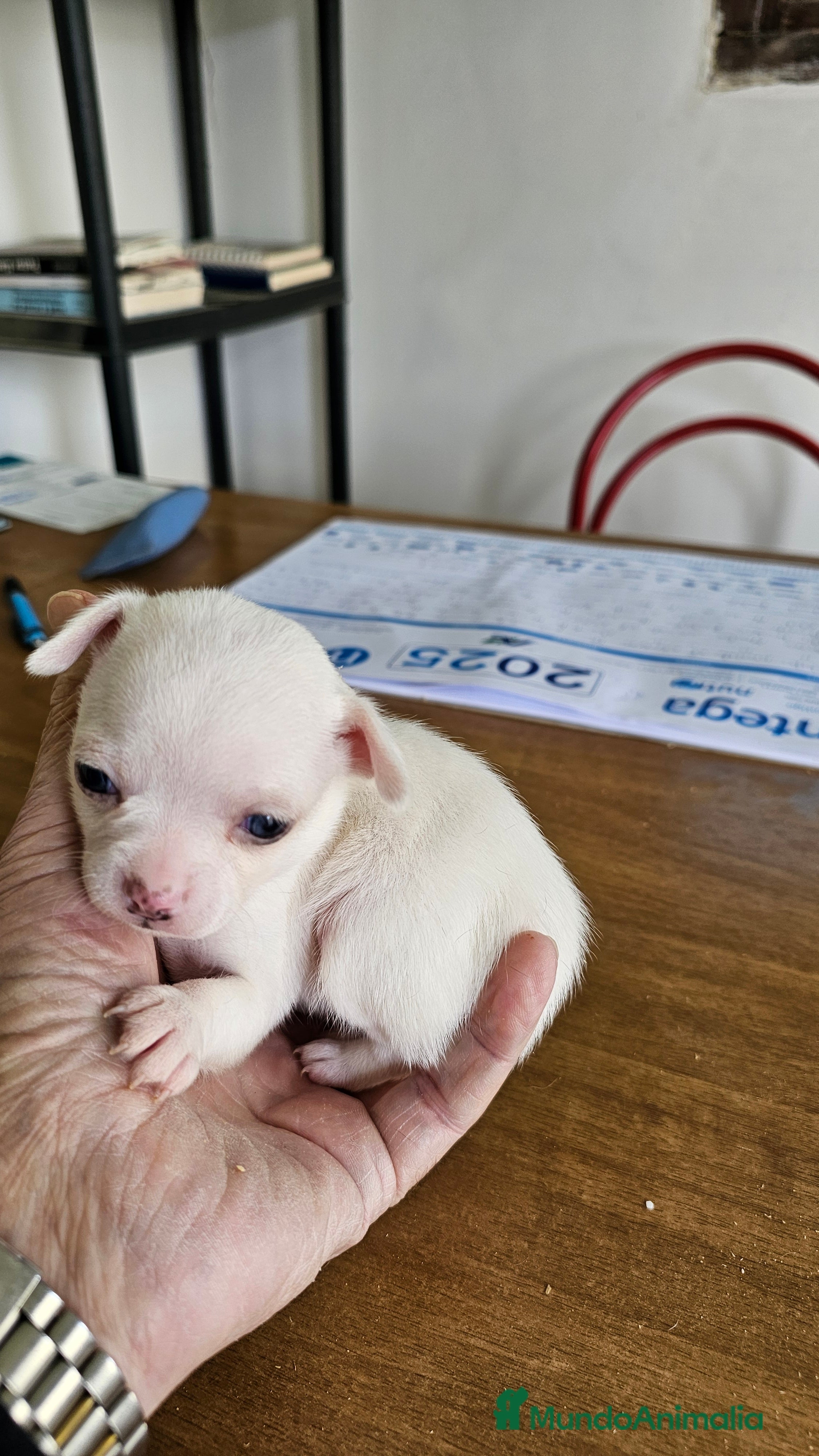 Chihuahua perros Bonitos chihuahuas mini - Anuncio 2