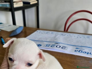 Chihuahua perros Bonitos chihuahuas mini - Anuncio 3