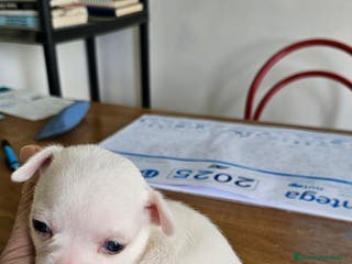 Chihuahua perros Bonitos chihuahuas mini - Anuncio 24