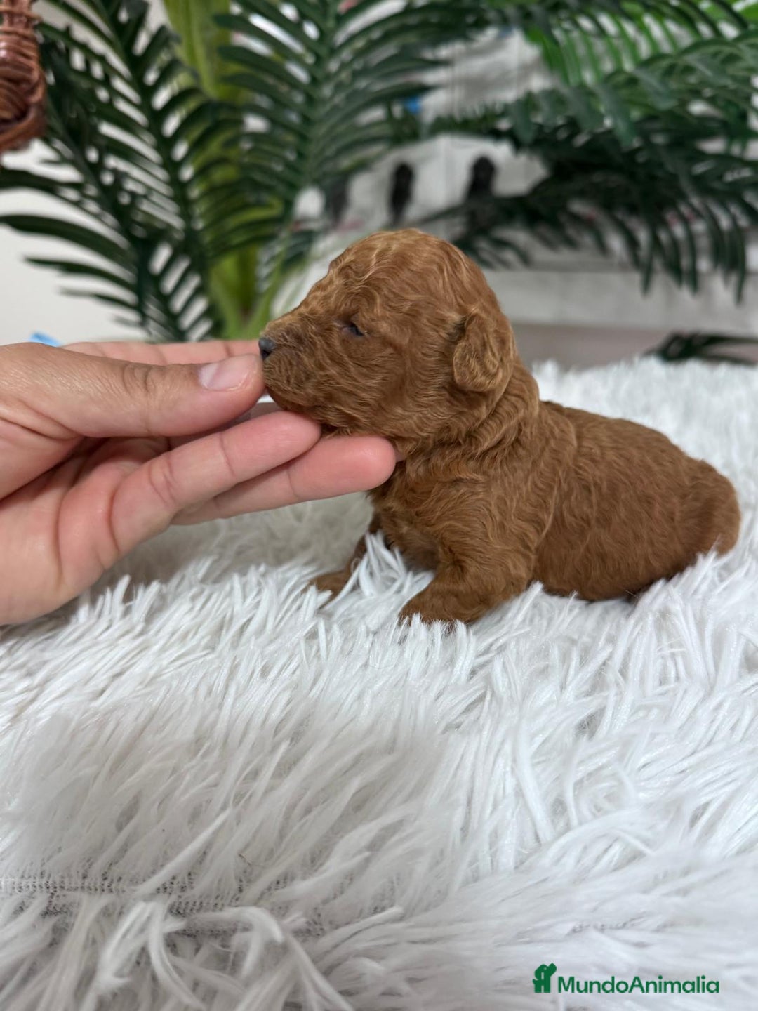 Caniche Toy perros en venta: CANICHE ROJO - Anuncio 14