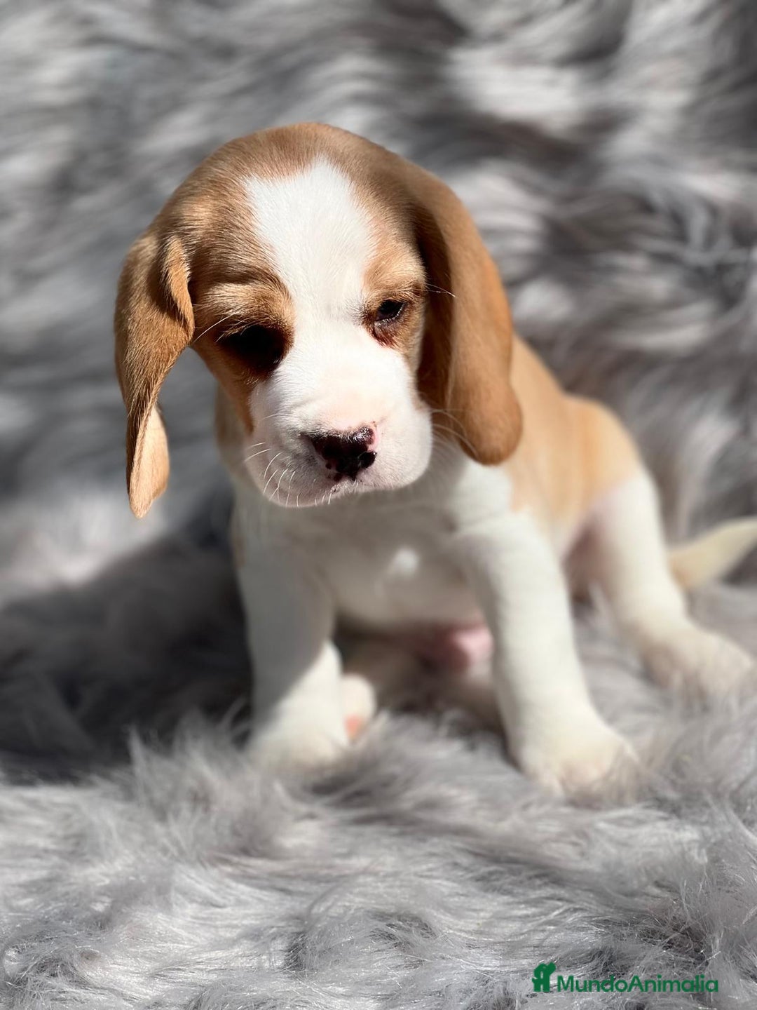 Beagle perros en venta: Beagle limon  en Barcelona - Imagen 2