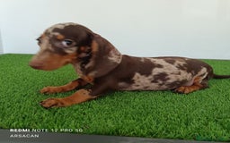 Teckel Miniatura perros en venta: Teckel macho arlequín chocolate  - Imagen 2