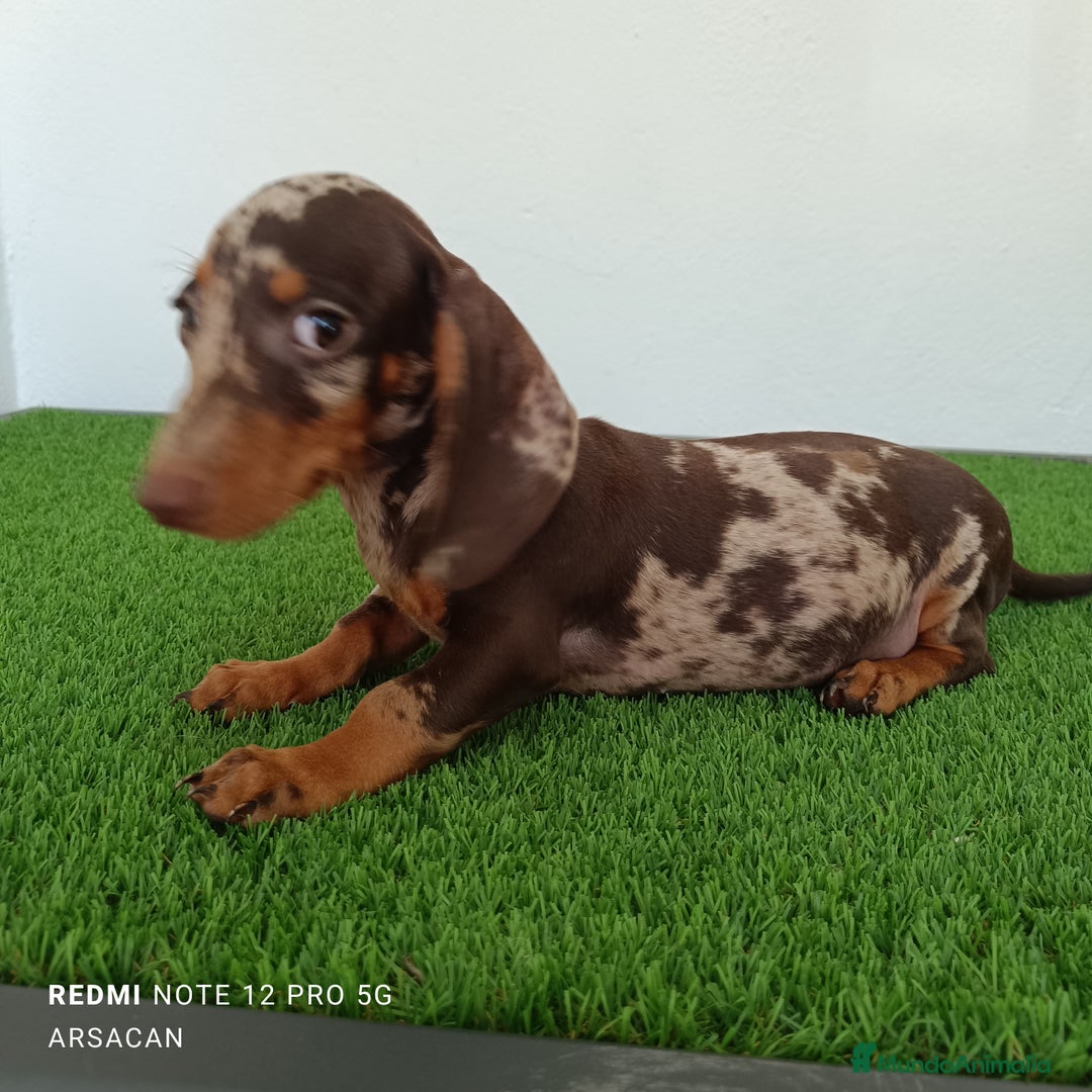 Teckel Miniatura perros en venta: Teckel macho arlequín chocolate  - Imagen 2