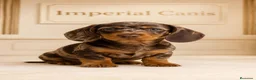 Teckel Miniatura perros en venta: TECKEL MINIATURA ARLEQUIN CHOCOLATE - 2 MESES en Cáceres - Anuncio 1