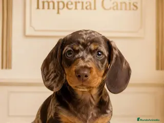 Teckel Miniatura perros TECKEL MINIATURA ARLEQUIN CHOCOLATE - 2 MESES - Anuncio 1