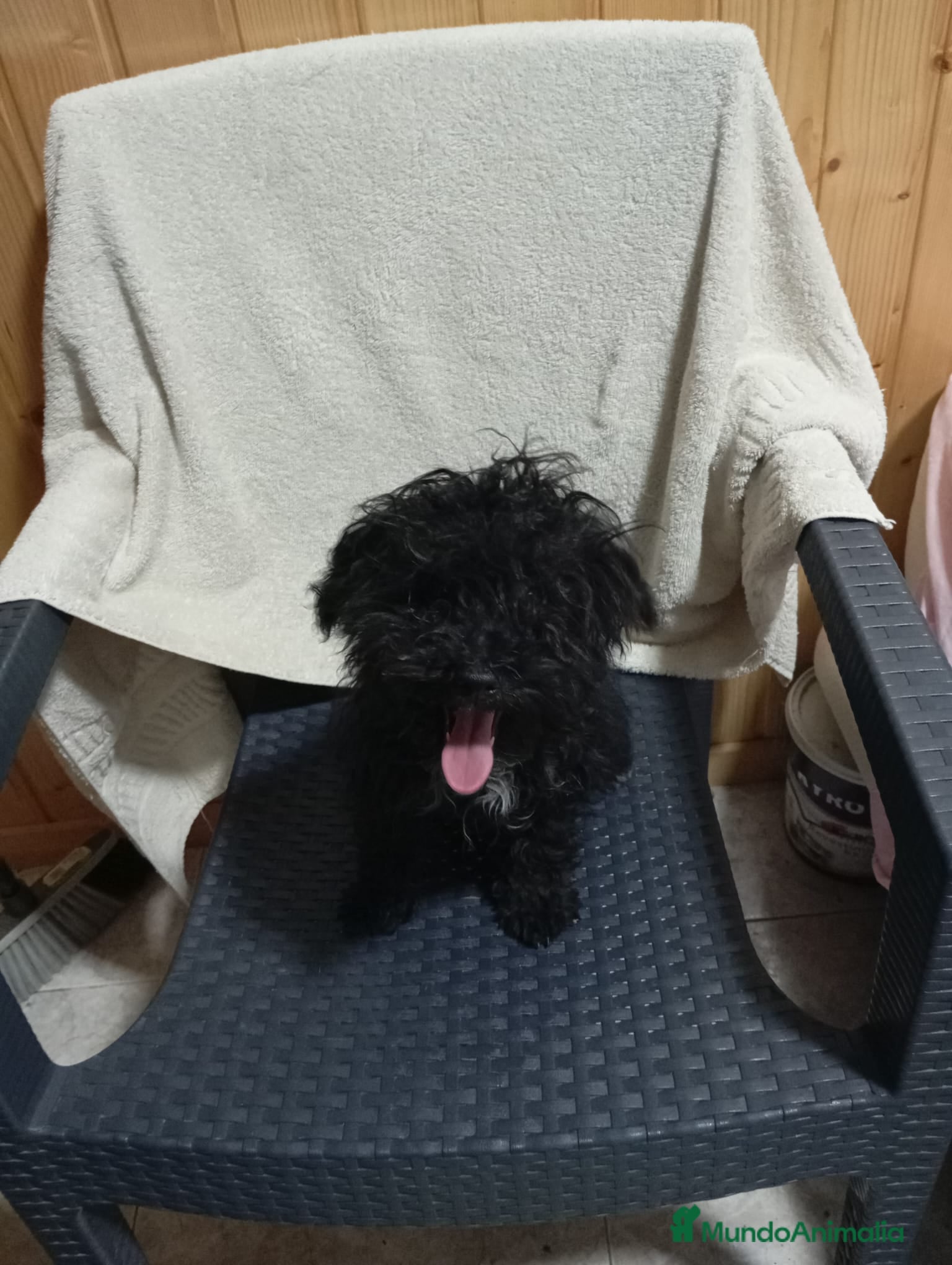 Caniche Toy perros Caniche toy - Anuncio 26