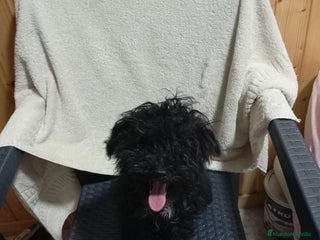 Caniche Toy perros Caniche toy - Anuncio 1