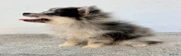 Pomerania perros en venta: Lulu Pomerania tri blue - Anuncio 7