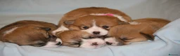 Welsh Corgi Pembroke perros en venta: Preciosas cachorras de Welsh corgi Pembroke - Anuncio 1