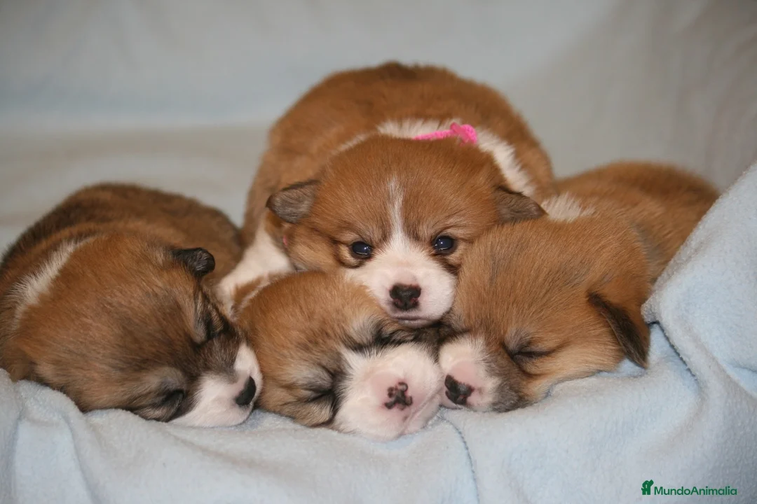 Welsh Corgi Pembroke perros en venta: Preciosas cachorras de Welsh corgi Pembroke - Anuncio 1