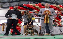 American Bully perros en venta: Cachorros de American Bully - Anuncio 9