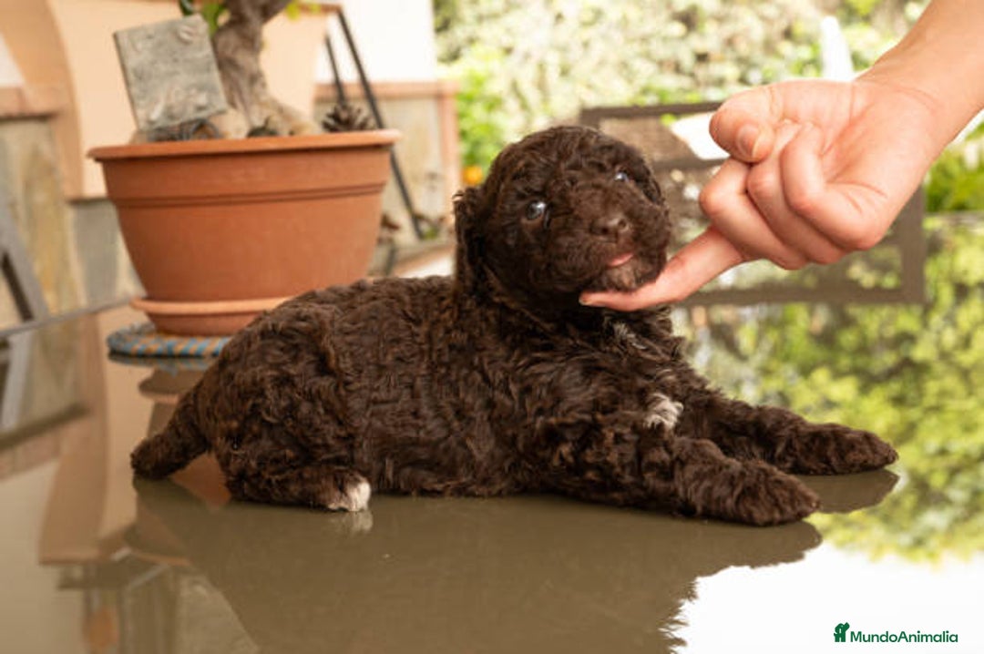 Perro de Agua Español perros en venta: Perro de agua cachorros  - Anuncio 1