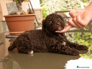Perro de Agua Español perros Perro de agua cachorros - Anuncio 2