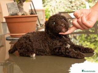 Perro de Agua Español perros Perro de agua cachorros - Anuncio 8