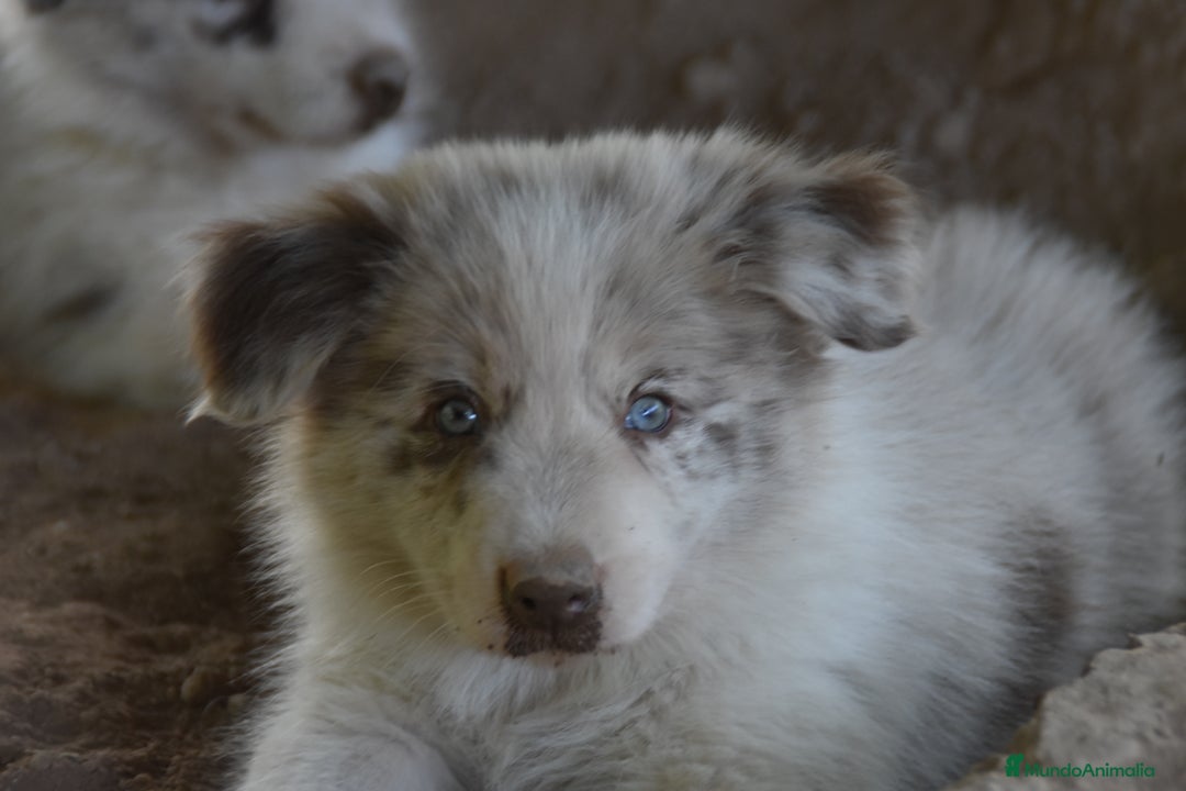 Border Collie perros en venta: cachorro rojo mirlo de Border Collie - Imagen 4
