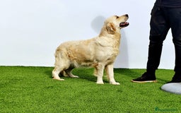 Golden Retriever perros en venta: PRECIOSOS GOLDEN RETRIEVER  - Imagen 10