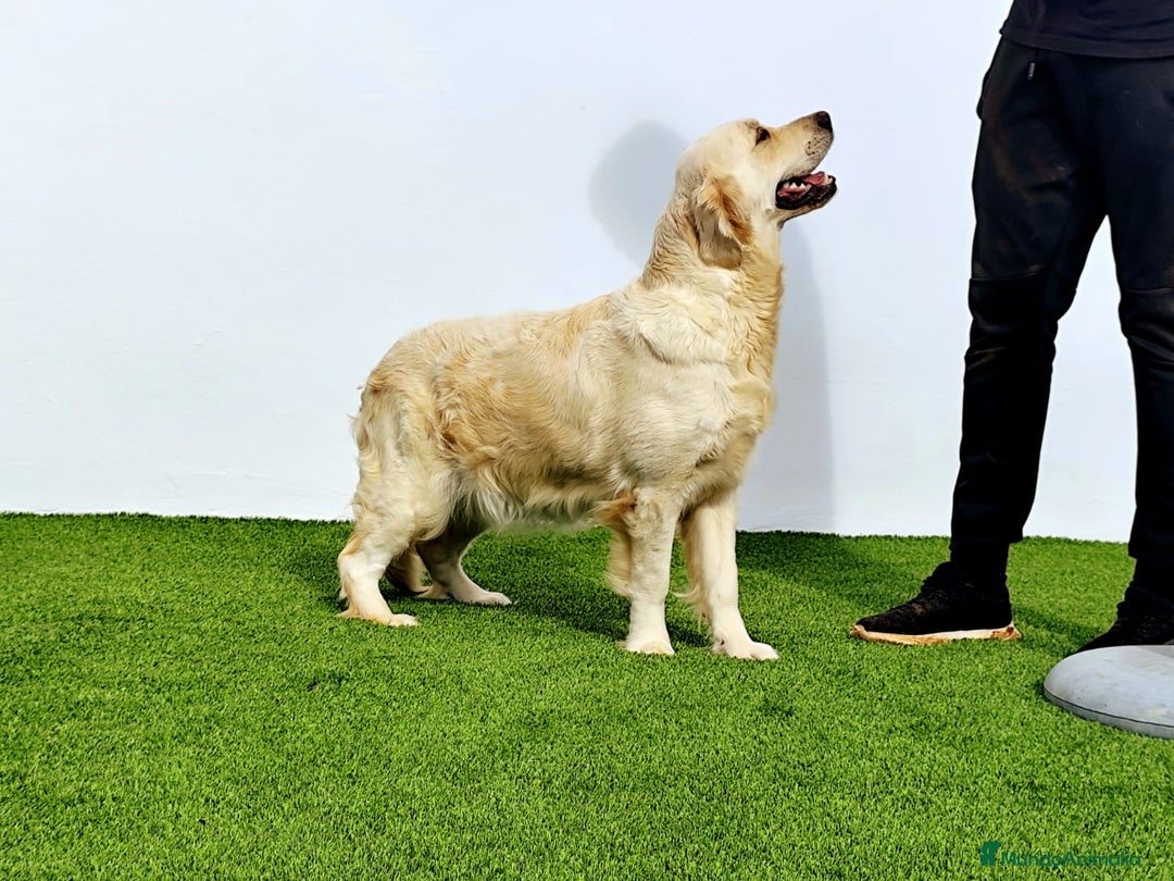 Golden Retriever perros en venta: PRECIOSOS GOLDEN RETRIEVER  - Imagen 10