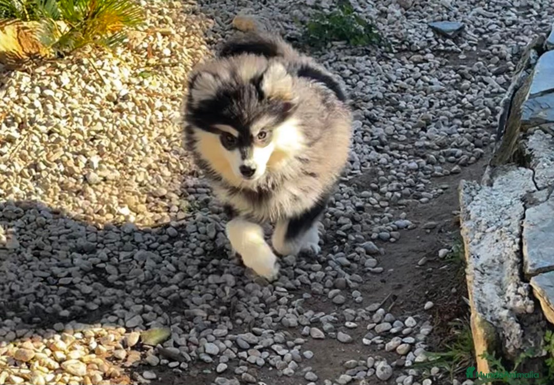 Pomsky perros en venta: Pomsky multigeneracional mini - Anuncio 3