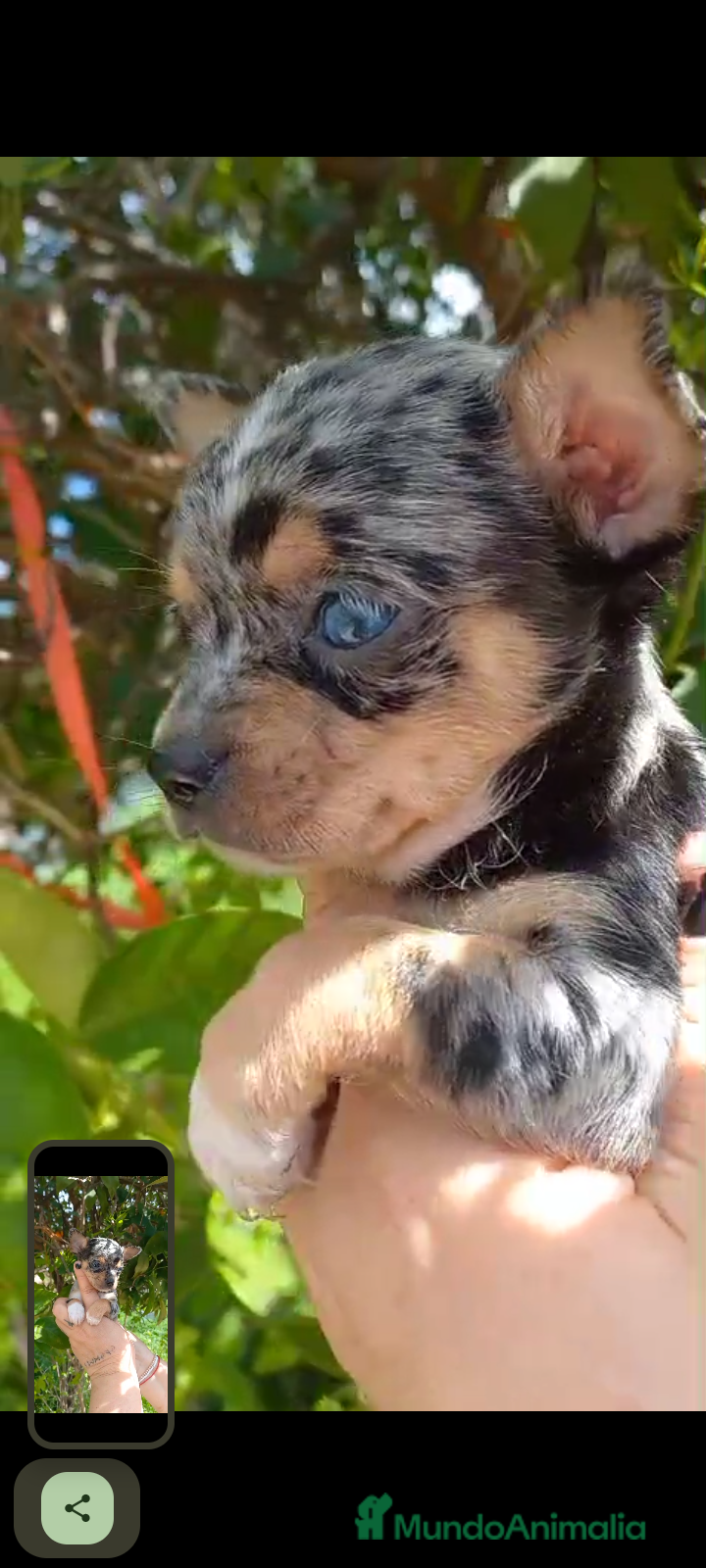Chihuahua perros Solo queda el macho Merle con un ojo azul - Anuncio 4