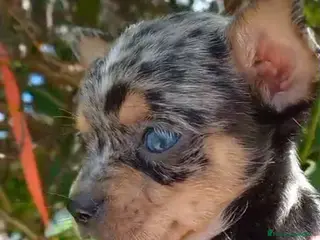 Chihuahua perros Solo queda el macho Merle con un ojo azul - Anuncio 4