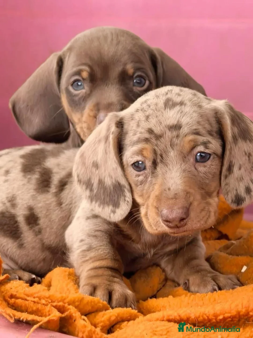 Teckel Miniatura perros en venta: 🤎Teckel chocolate/Arlequín🤎💎Reserva Abierta 💎 - Anuncio 2