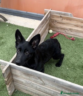 Pastor Alemán perros PASTOR ALEMAN NEGRO SOLIDO - Anuncio 2