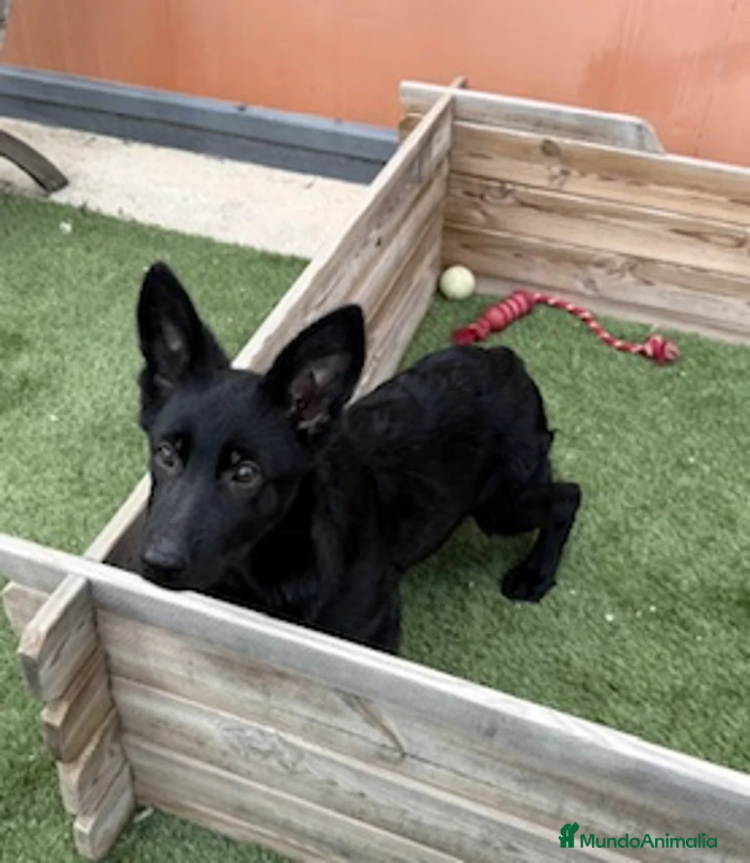 Pastor Alemán perros en venta: PASTOR ALEMAN NEGRO SOLIDO - Anuncio 2