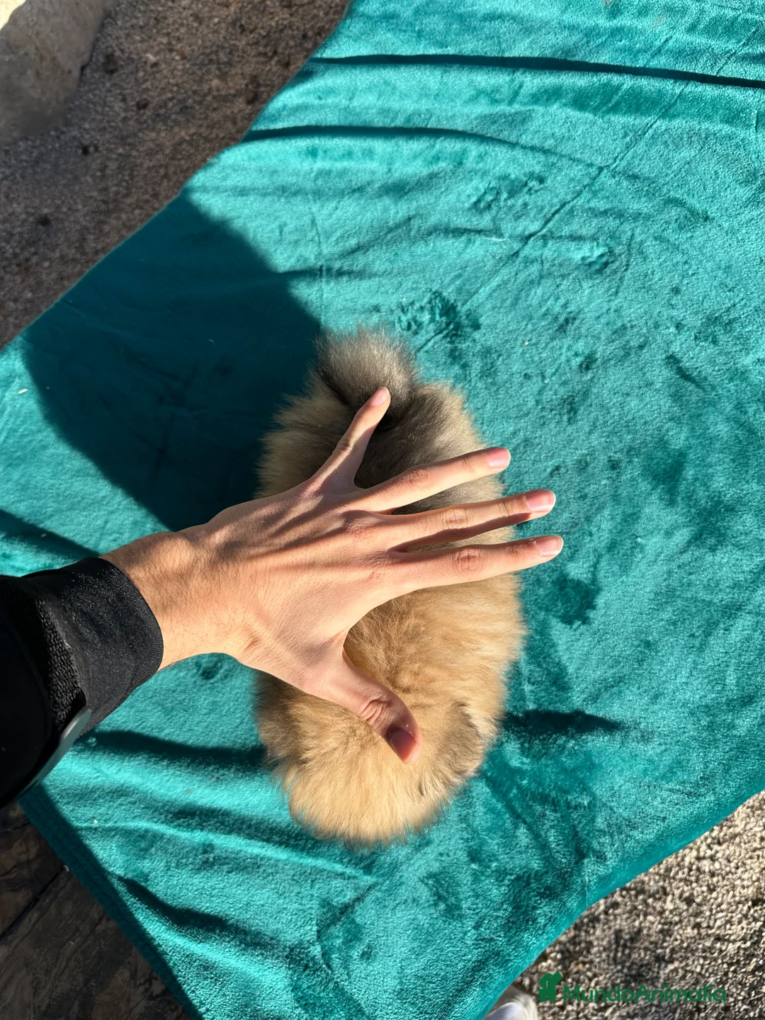 Pomerania perros en venta: POMERANIA TOY - Anuncio 4