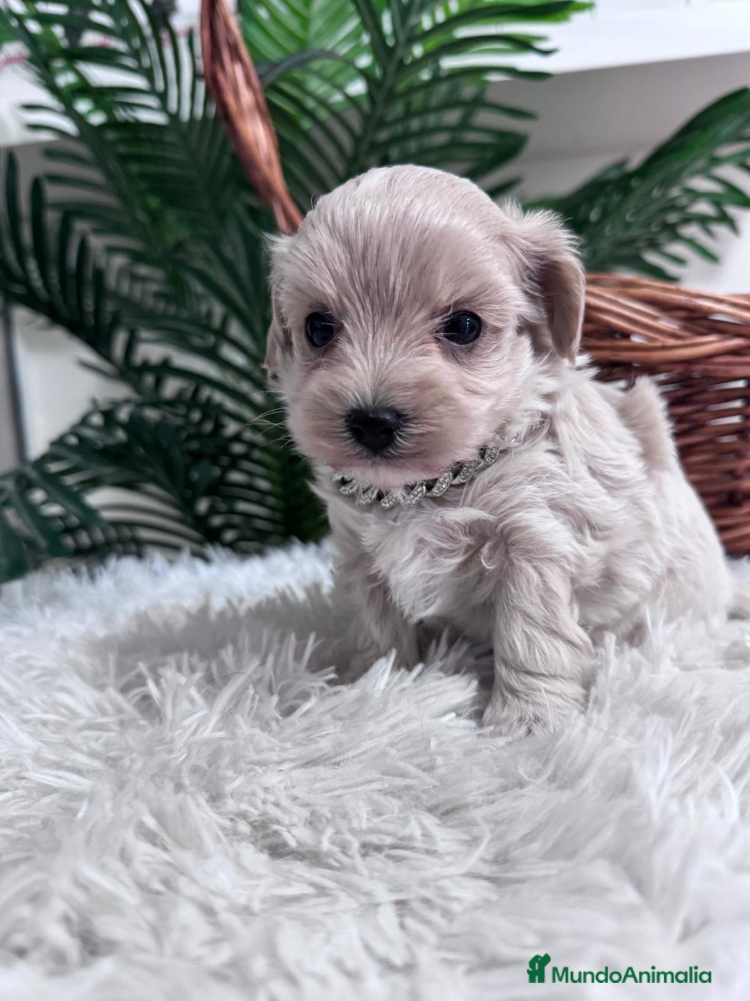 Maltipoo perros en venta: MALTIPOO MACHO - Anuncio 3