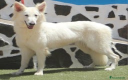 Pastor Blanco Suizo perros en venta: Pastor Blanco Suizo  - Imagen 5
