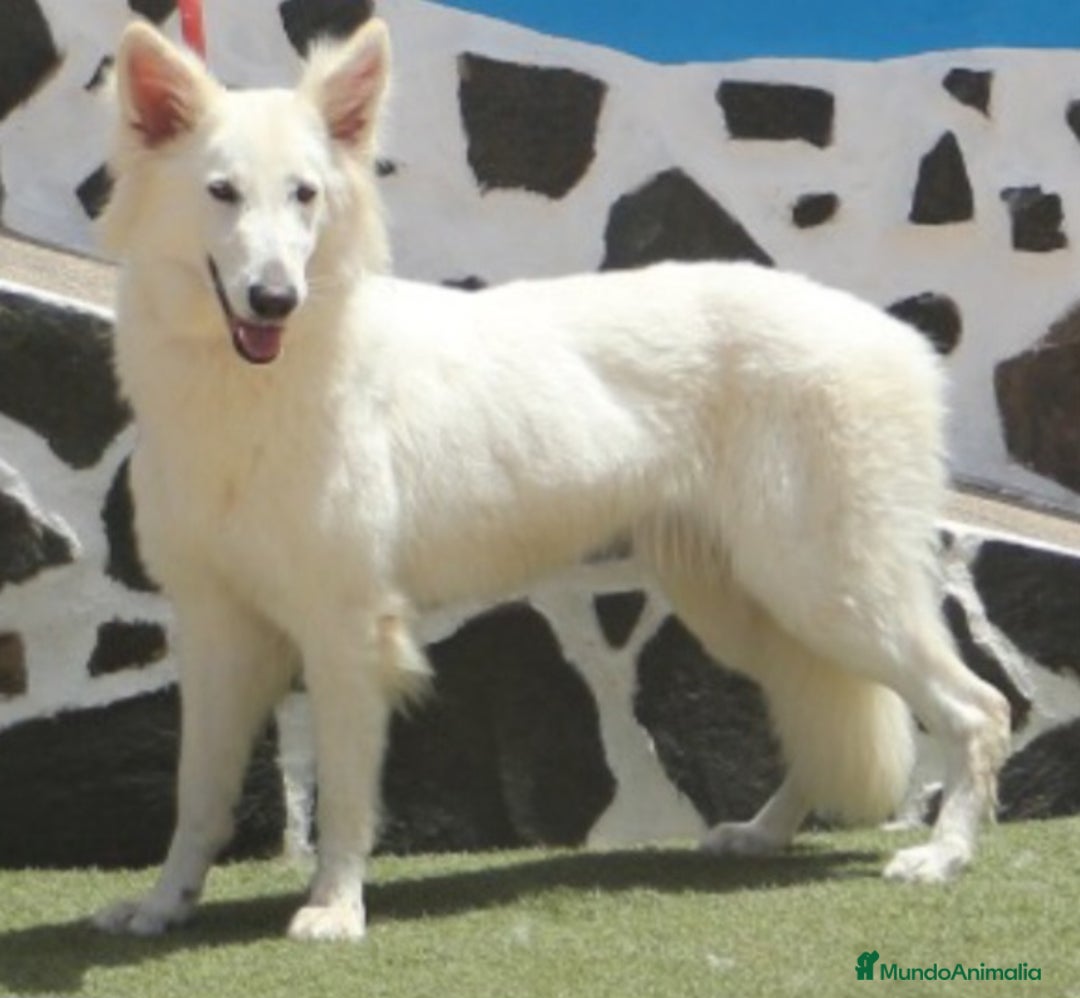 Pastor Blanco Suizo perros en venta: Pastor Blanco Suizo  - Imagen 5