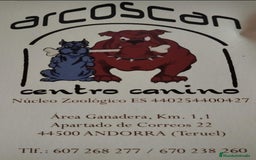 Pomchi perros en venta: Cachorros de pomchi - Imagen 3