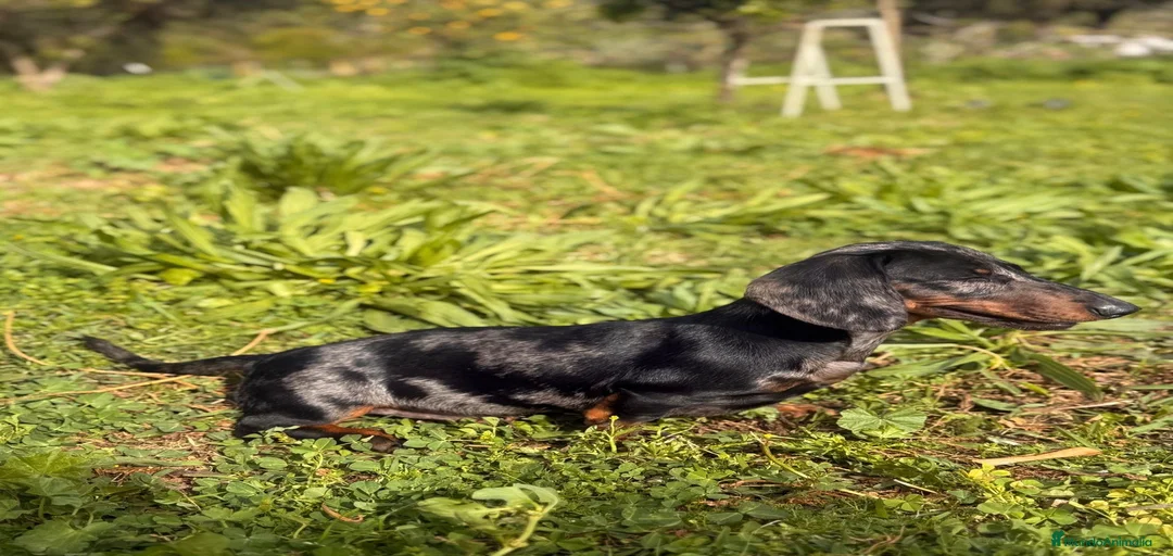 Imagen de galería {{count}}