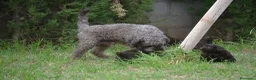 Perro de Agua Español perros en venta: CACHORRO DE PERRO DE AGUA  - Anuncio 25