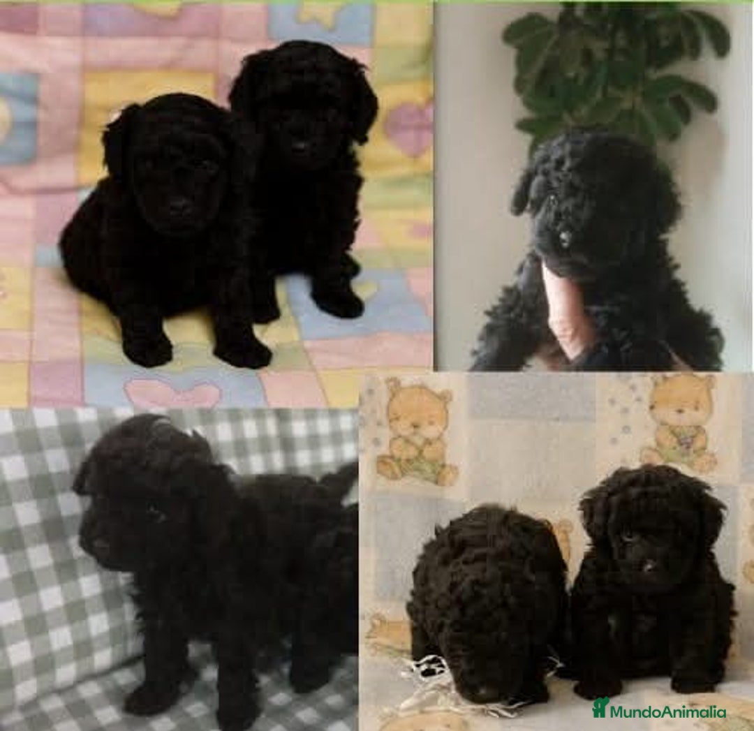 Caniche Toy perros en venta: Caniches hembra Toy - Anuncio 2