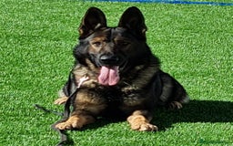 Pastor Alemán perros en venta: Cachorros de pastor alemán de trabajo  - Imagen 1