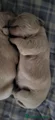 Golden Retriever Cachorro 3