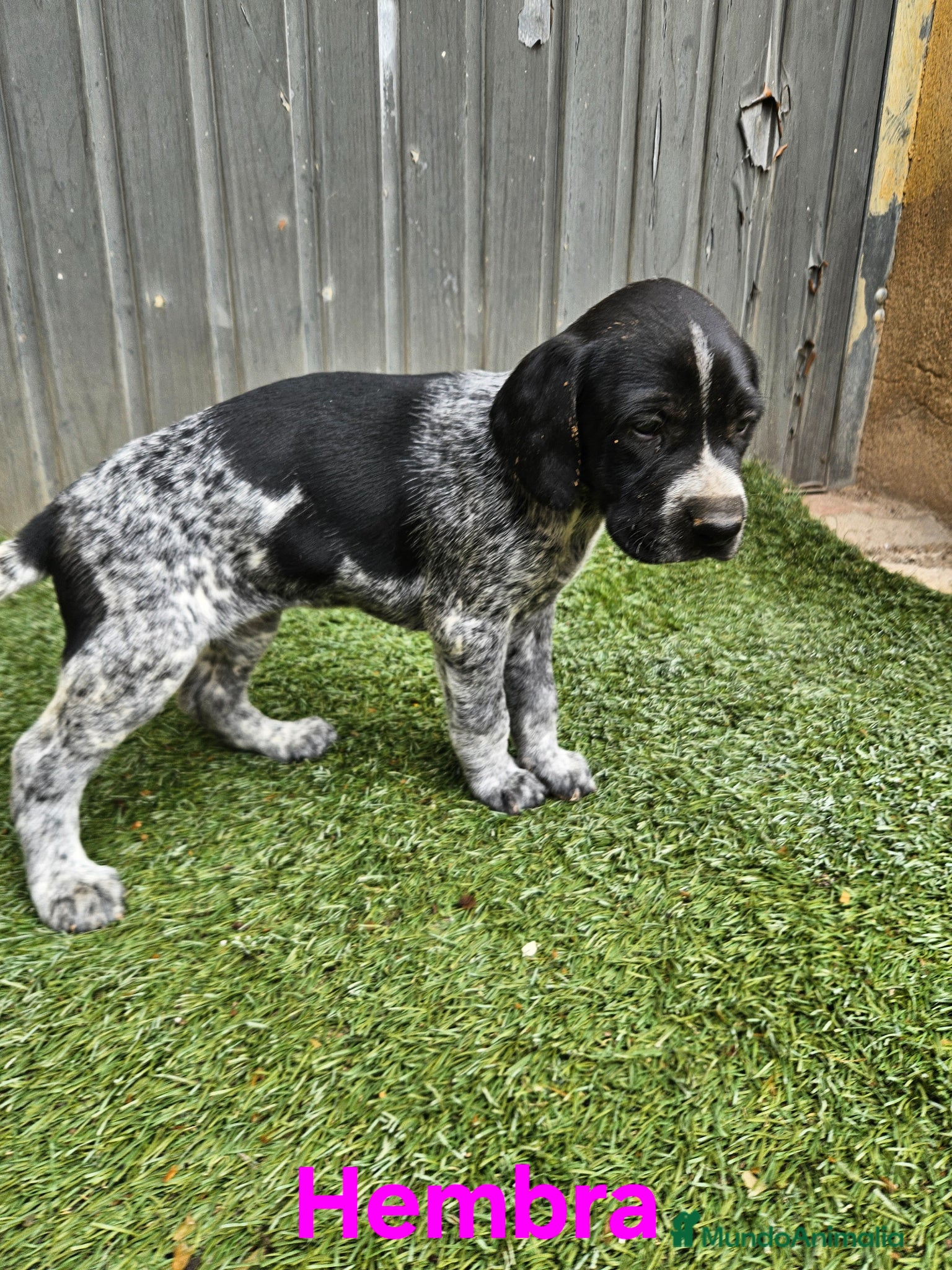 Braco Alemán de Pelo Corto perros Camada braco - Anuncio 5