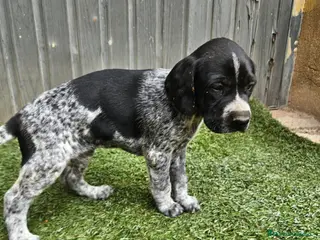 Braco Alemán de Pelo Corto perros Camada braco - Anuncio 5
