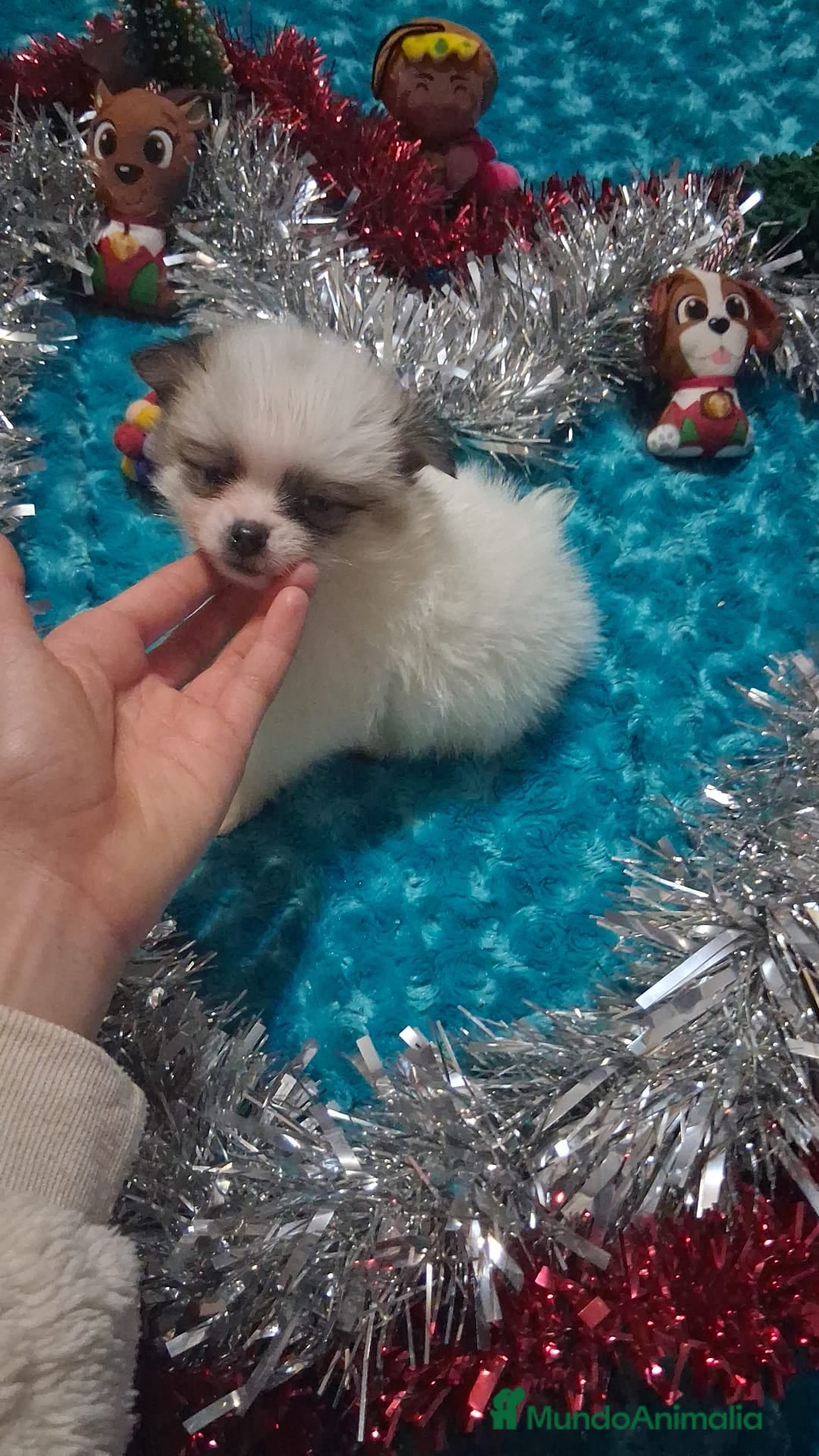 Pomerania perros Macho de pomchi macho  - Anuncio 4