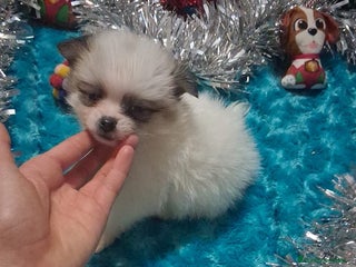 Pomerania perros Macho de pomchi macho - Anuncio 8