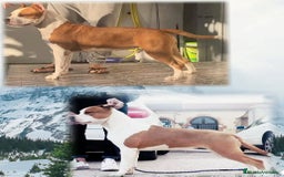 American Staffordshire-Terrier perros en venta: American Stanford  - Imagen 6