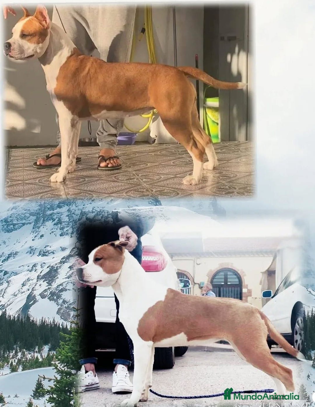 American Staffordshire-Terrier perros en venta: American Stanford  - Imagen 6