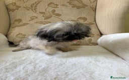 Pekinés perros en venta: Cachorros de Pekines Imperial hembras  - Imagen 24