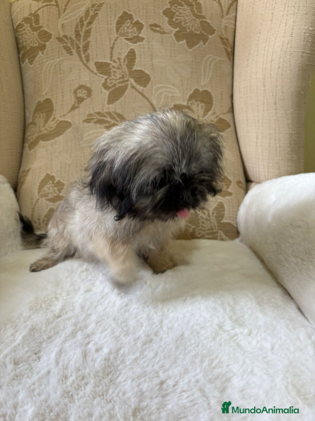 Pekinés perros en venta: Cachorros de Pekines Imperial hembras  - Imagen 24