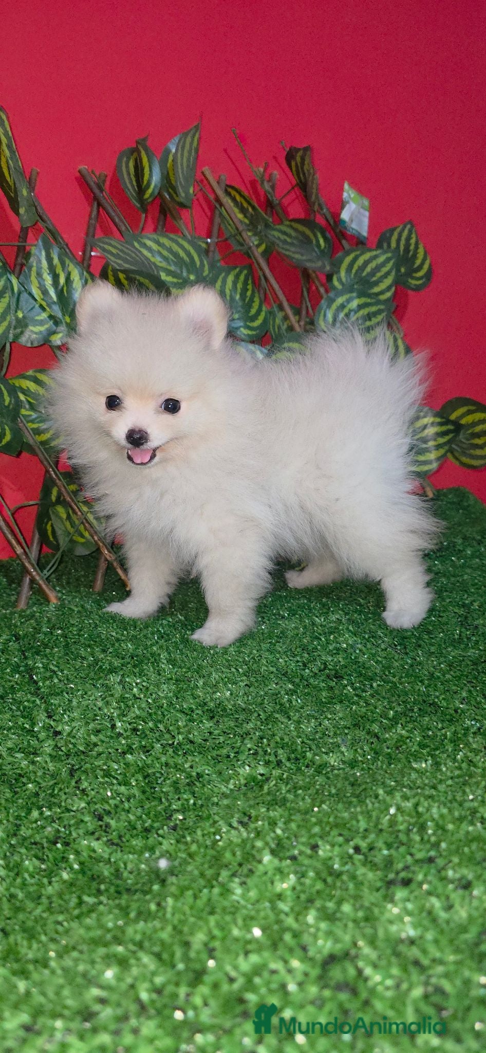 Pomerania perros Lulus pomerania  - Anuncio 1