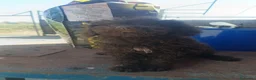 Perro de Agua Español perros en venta: ¡¡ÚLTIMA CACHORRA PERRO DE AGUA!!🐶🐾 - Anuncio 1
